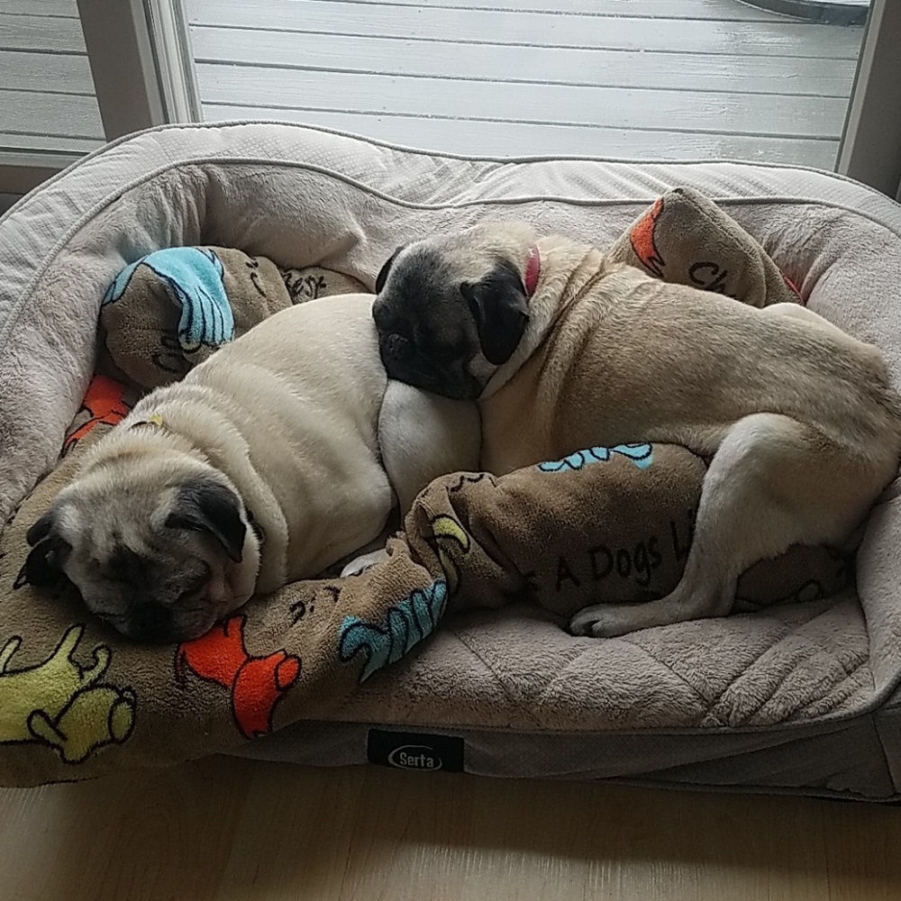 🐾🐾Worn out from all the work listing our closet